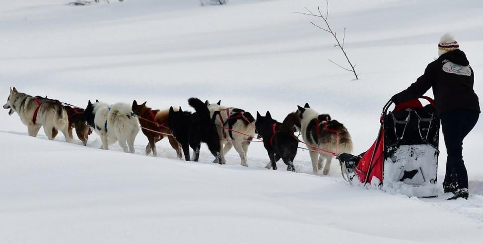 Chiens de traineaux @ Office de tourisme de Risoul 1850