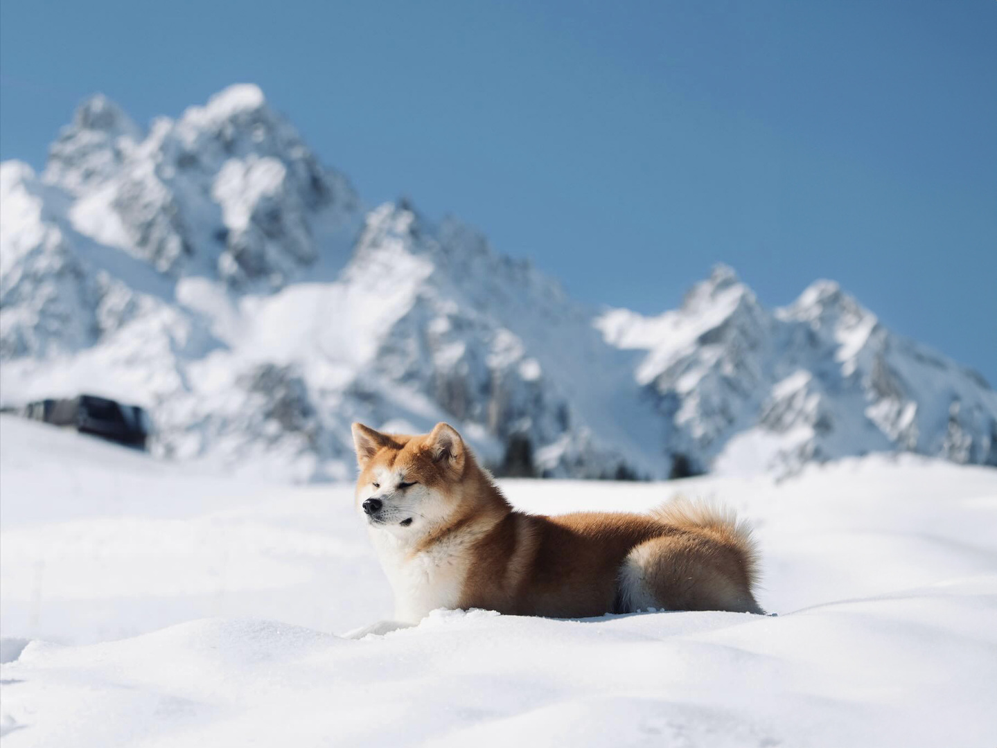 dog friendly antares meribel