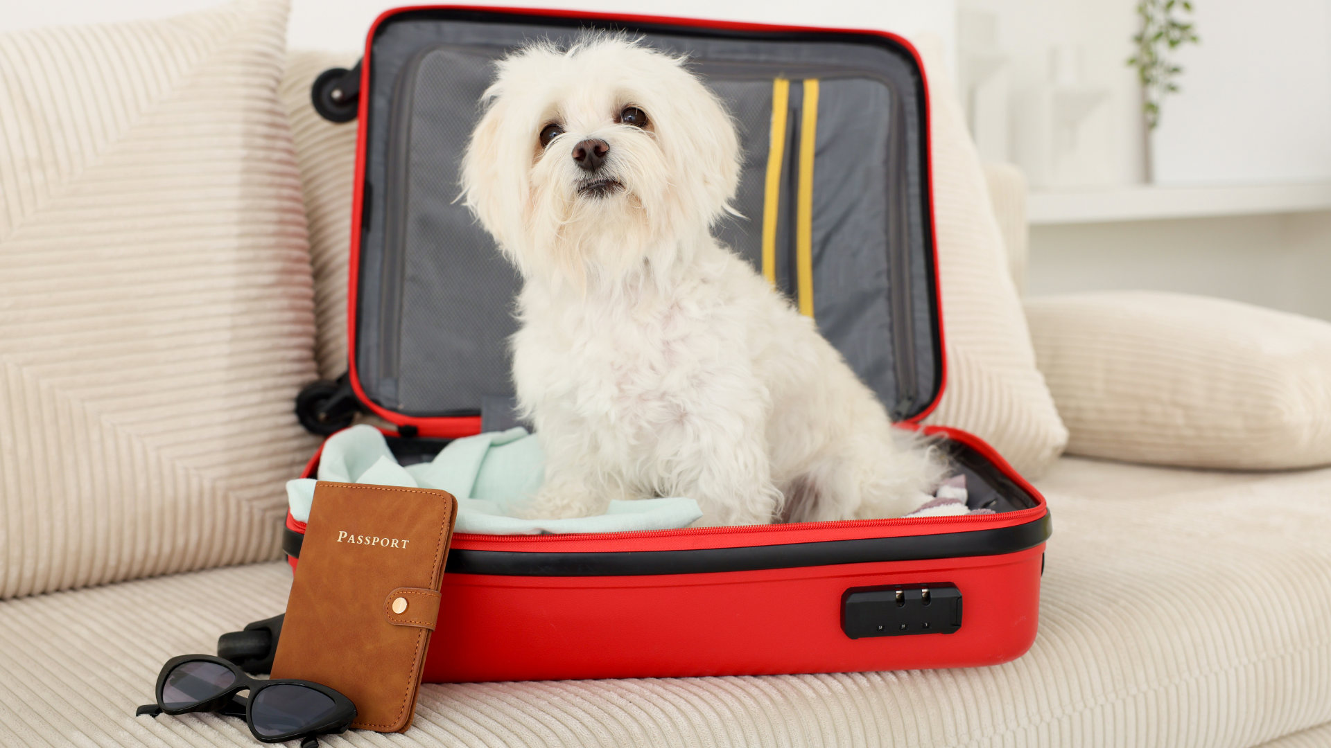 Accueil personnalisé pour animaux dans une villa haut de gamme ZeWelcome