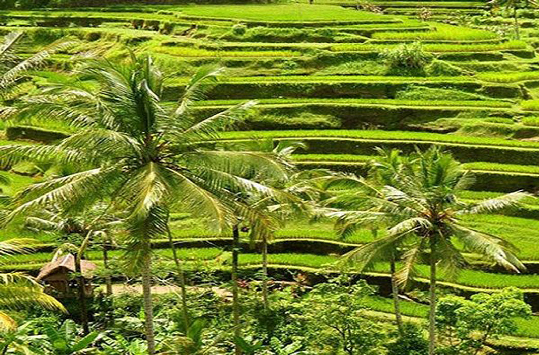 4 secret rice field